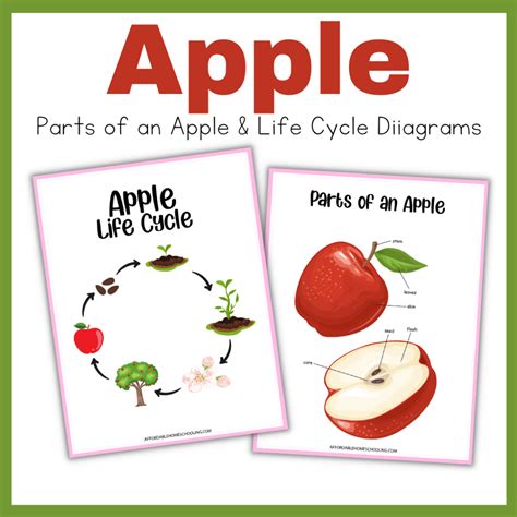 Free Printable Apple Life Cycle Printable