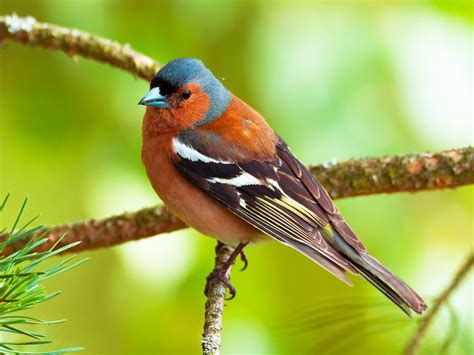 Common UK birds: Chaffinch | Common british birds, Common garden birds ...