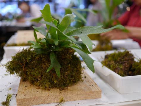 Wrap the moss tightly around the soil and secure with floral wire pins