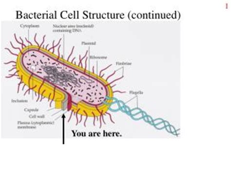 Bacterial cell membrane structure PowerPoint (PPT) Presentations, Bacterial cell membrane ...