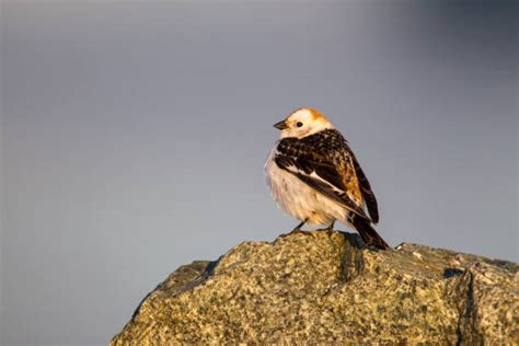 Snow Bunting Nest Stock Photos, Pictures & Royalty-Free Images - iStock