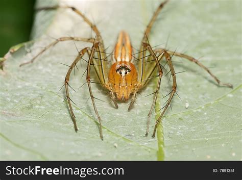 Orange Lynx Spider - Free Stock Images & Photos - 7891351 ...