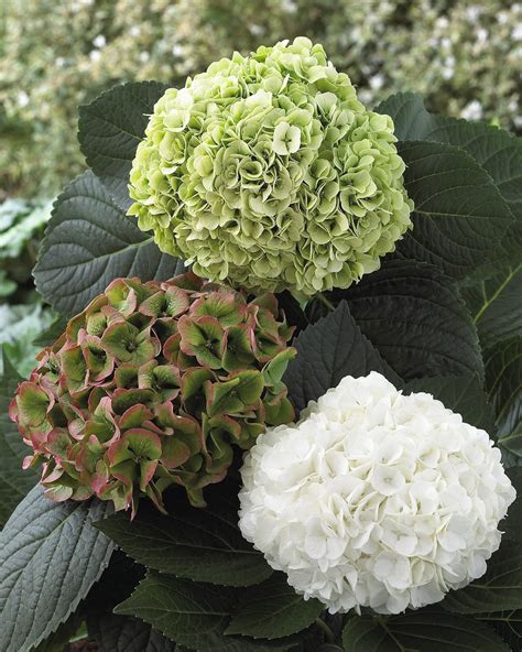 Modern Country Style: The Top Ten Best Green Hydrangeas For A Modern Country Garden