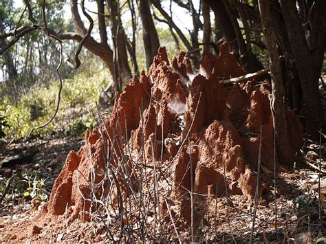 Termite mounds: architectural marvels balancing strength and porosity