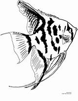 Freshwater Angelfish Coloring Page sketch template