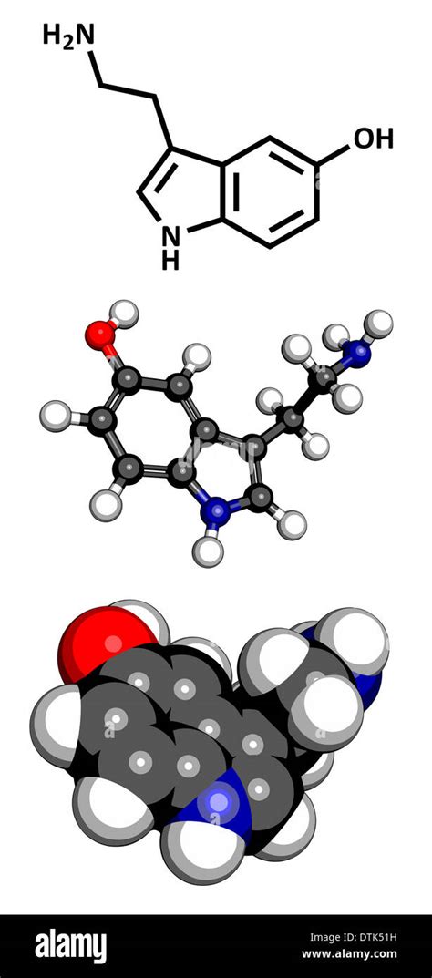 Serotonin neurotransmitter molecule, chemical structure. Serotonin is ...