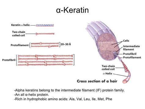 alpha-keratin structure | Hair science, Hair and beauty salon, Hair techniques