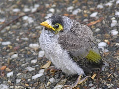 Noisy miner baby | Found this little fellow out on the road … | Flickr