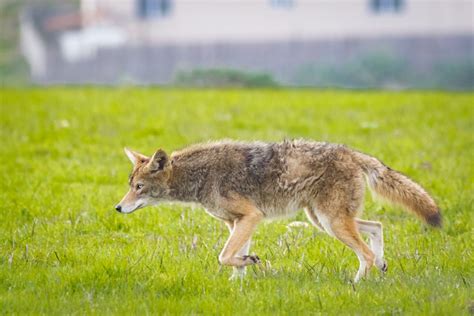 Coyote – renae.org