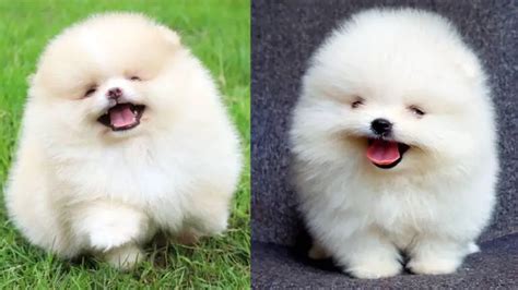 Where to Adopt Teacup Pomeranian Dogs - Puppy4Homes