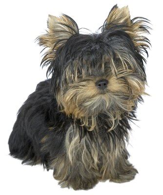 The Best Hairstyle for Teacup Yorkies | Dog Care - The Daily Puppy