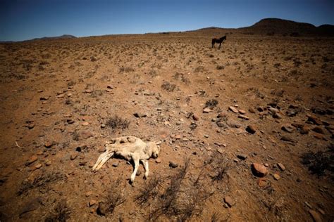 South Africa's Karoo faces worst drought in over a century | Metro News