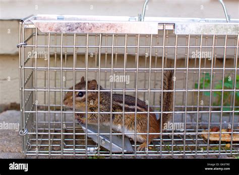 chipmunk in humane animal trap Stock Photo - Alamy