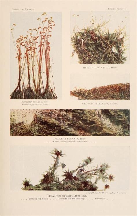 Mosses and lichens: A popular guide to the identification and study of ...