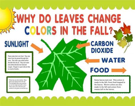 Make a Science Fair Project | Poster Ideas - Why do Leaves Change Colors? | Plant Scienc ...