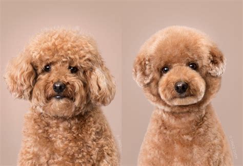 Photographer Captures Dogs Before and After Japanese-Style Grooming ...