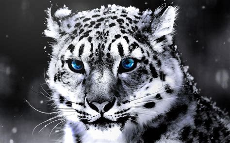 Cool Tiger Backgrounds - Wallpaper Cave