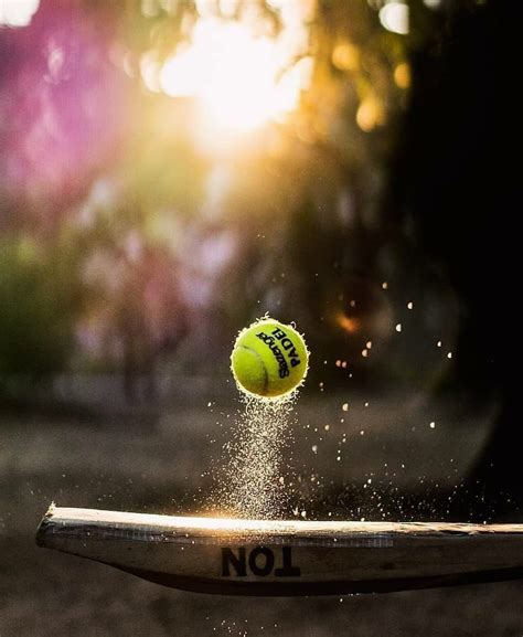 Tennis Ball Cricket Wallpapers Hd - animaisdebem