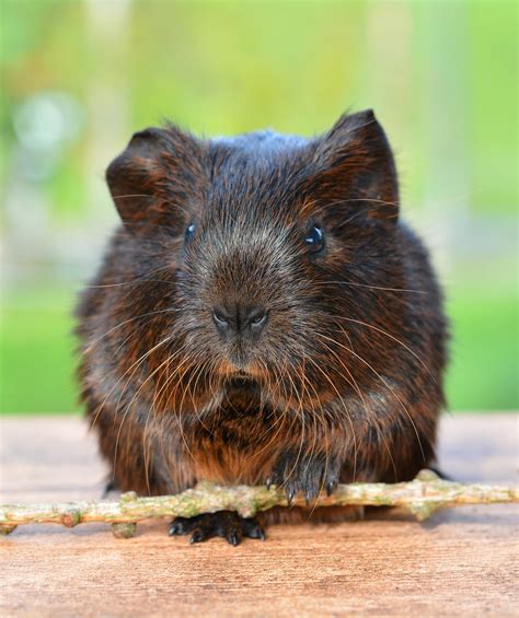 Gold Agouti Guinea Pig Pet · Free photo on Pixabay