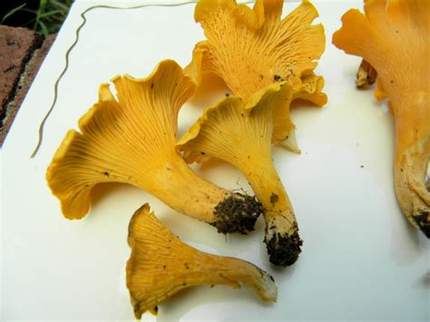 rainy with a chance of mushrooms: july is chanterelle season in tennessee