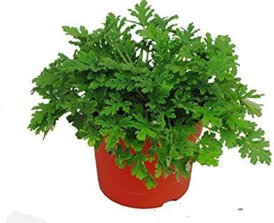 Rose Geranium Pelargonium Graveolens Seeds 120pcs, Family Geraniaceae Qu Weng Cao Flower Seeds ...