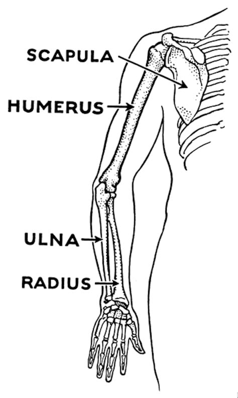 Explainer: what is the funny bone?