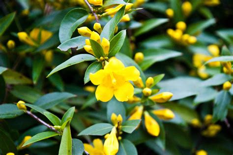 Augusta Georgia Daily Photo: Yellow Flowering Bush