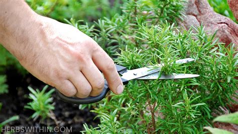 How To Prune Rosemary [Super Simple] - Herbs Within