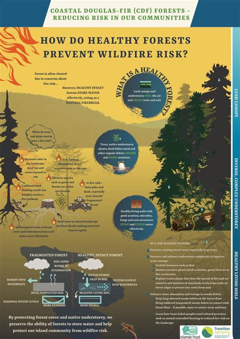 Infographic: How do healthy forests prevent wildfire risk? – Transition Salt Spring Society