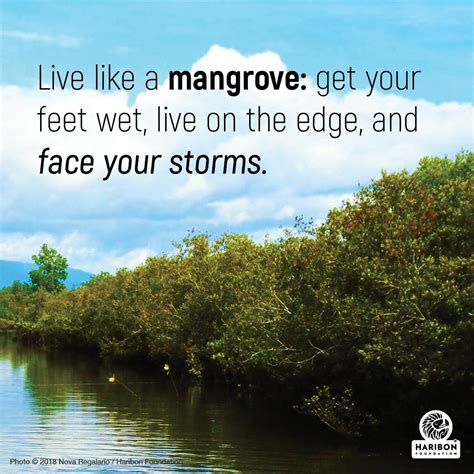 mangrove tree planting quotes - Hoa Elizondo