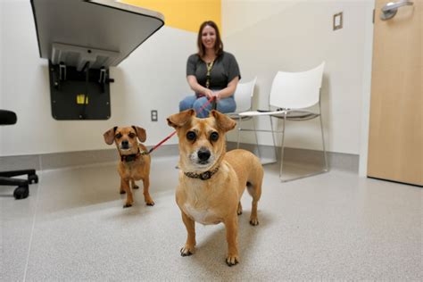 Canine Respiratory Disease FAQ - Oregon Humane Society