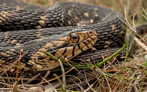 Banded Water Snake - Nerodia fasciata fasciata — HongKongSnakeID.com