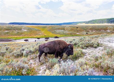 Herd Of Bison Grazing At Yellowstone Royalty-Free Stock Photo ...