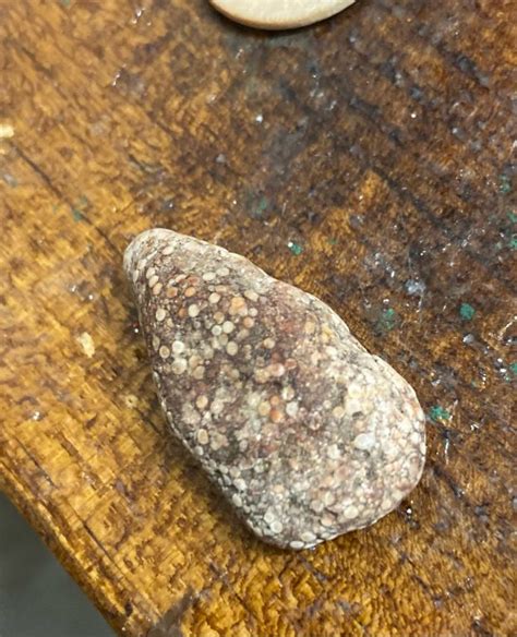 Snake head? or rock? - Fossil ID - The Fossil Forum