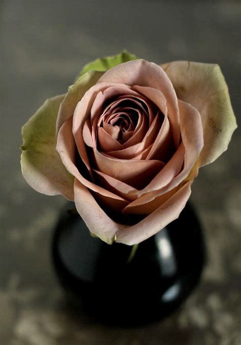 Beautiful brown rose | Beautiful roses, Beautiful flowers, Colorful roses