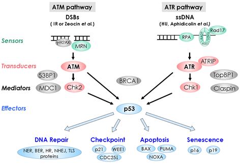 Biology | Free Full-Text | DNA Damage Response in Plants: Conserved and Variable Response ...