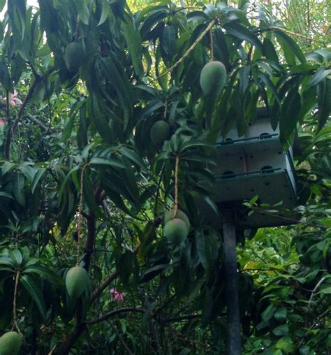 Kent mangoes ripening. | Mangoes, Plants, Kent