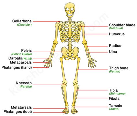 The Appendicular Skeleton Diagram | Quizlet