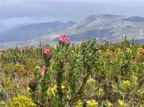 What is Fynbos? - Notes from a Cape Town Botanist