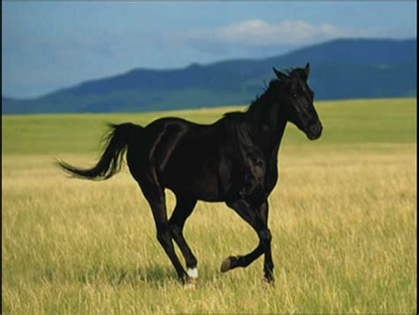 Pinterest | Horses, Wild horses, Black stallion