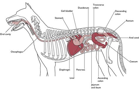 Dog Internal Organs Diagram