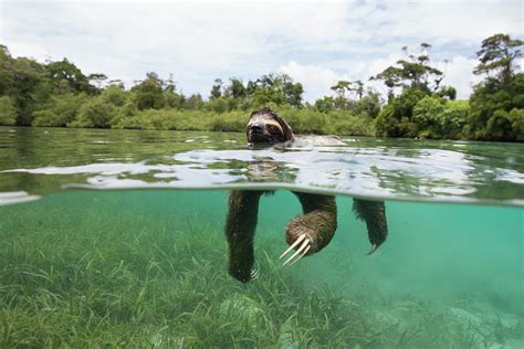 Swimming Pygmy Three Toed Sloth Photograph by Suzi Eszterhas - Fine Art America