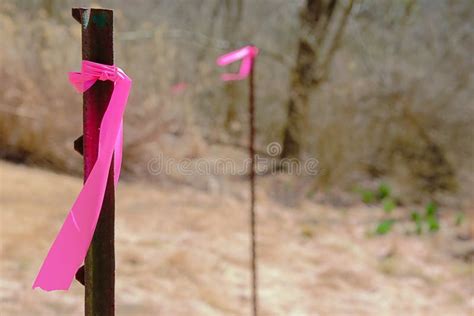 Property Line Markers with Pink Ribbons Tall Stakes in the Ground Stock ...