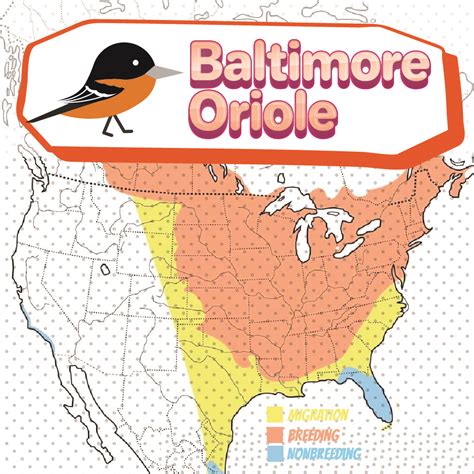 Baltimore Oriole Migration - Bird Watching Academy