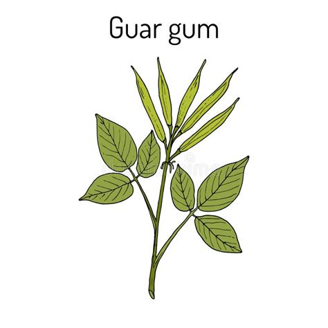 Guar Gum Cyamopsis Tetragonoloba , or Cluster Bean, Medicinal Plant ...