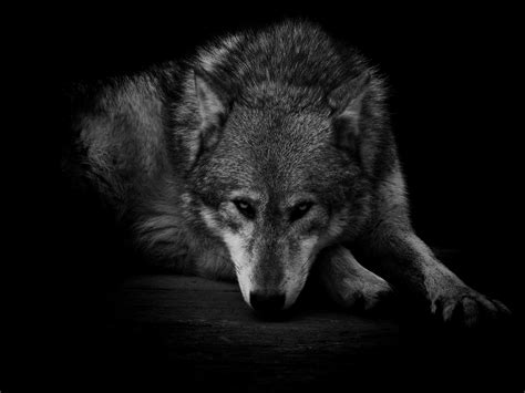 Cool Black And White Wolf Wallpapers - Wallpaper Cave