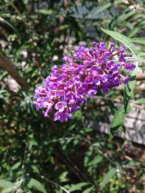 A bloom on the butterfly bush in my little front garden - I love all the visitors it brings ...