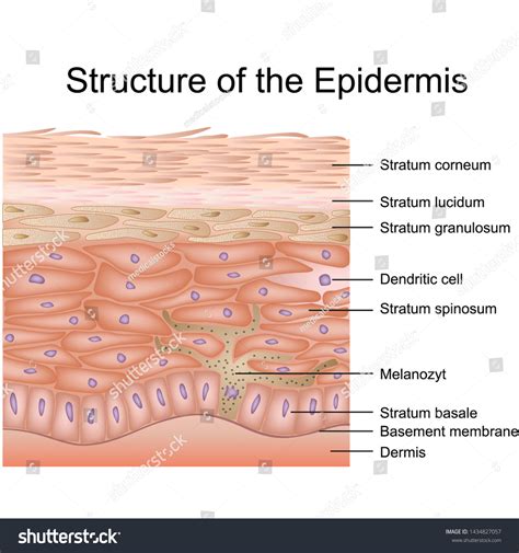 Skin Anatomy Epidermis