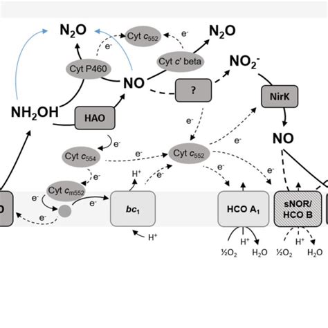 A simplified schematic of electron transport and NO/N 2 O producing ...