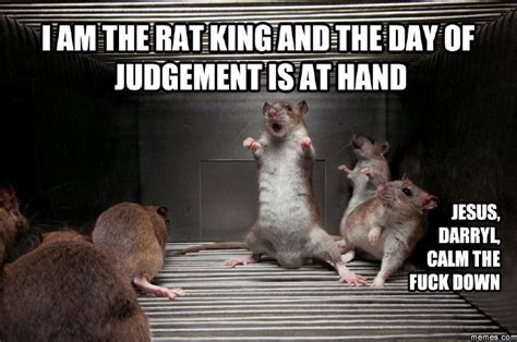 17 best Rat Memes images on Pinterest | Pet rats, Rodents and Animals